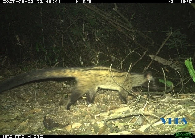 Phát hiện nhiều loài họ cầy quý hiếm tại Vườn quốc gia Xuân Liên