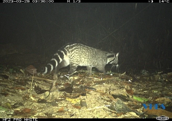 Phát hiện nhiều loài họ cầy quý hiếm tại Vườn quốc gia Xuân Liên