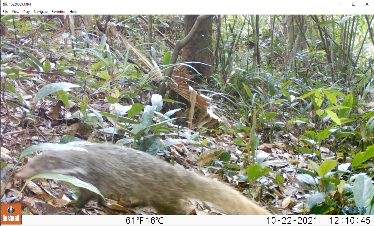 Phát hiện nhiều loài họ cầy quý hiếm tại Vườn quốc gia Xuân Liên