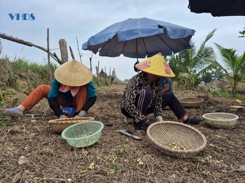 Hành tăm mất giá, nông dân vừa thu hoạch vừa lo