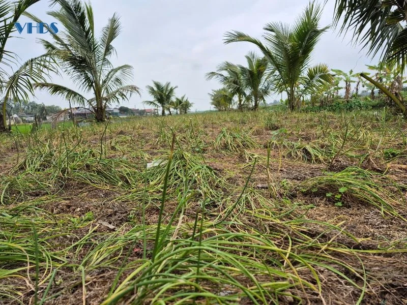 Hành tăm mất giá, nông dân vừa thu hoạch vừa lo