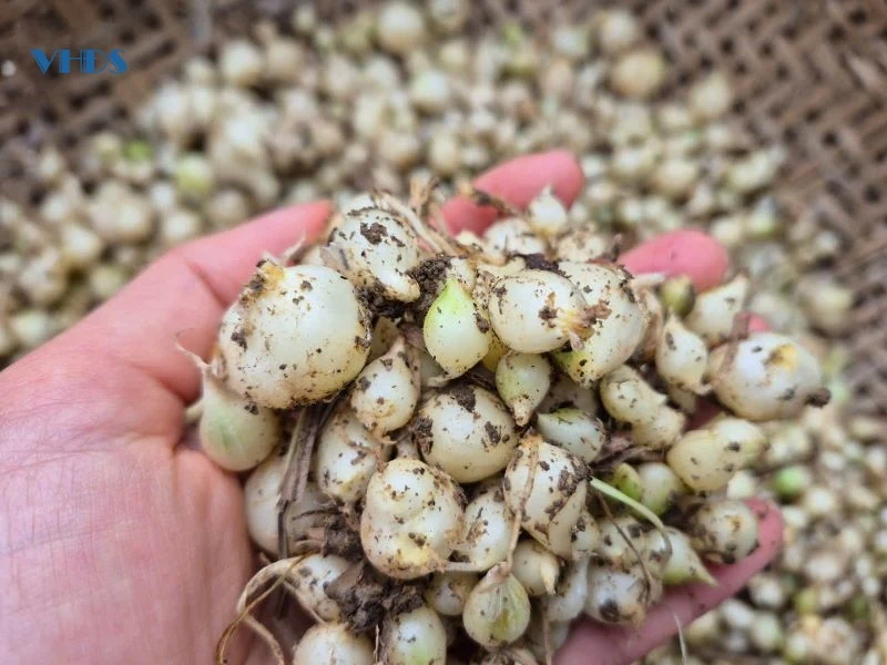 Hành tăm mất giá, nông dân vừa thu hoạch vừa lo