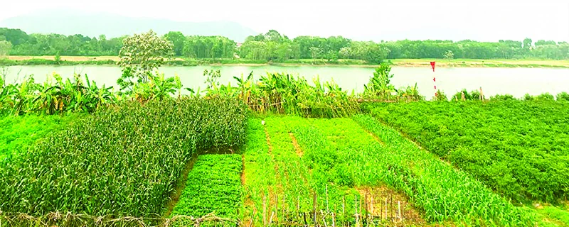 Phạm Xuân Bích và tấm lòng trung nghĩa