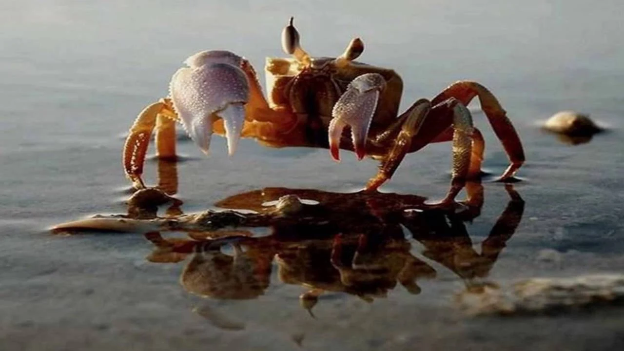 Biển quê lắng đọng tình người