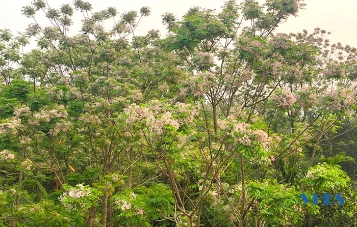 Hoa xoan nở tím hồn quê...