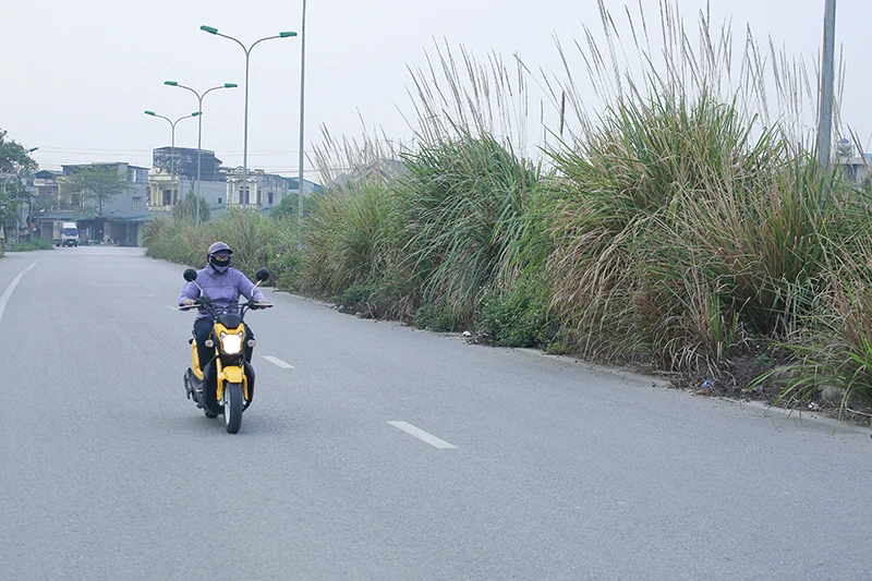 Cỏ mọc um tùm trên dải phân cách