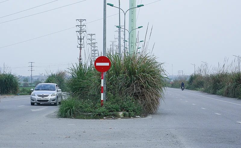Cỏ mọc um tùm trên dải phân cách