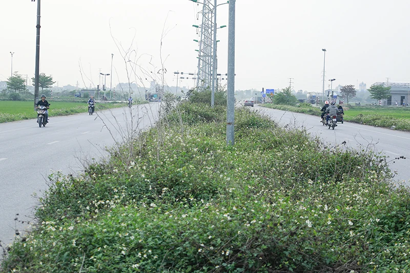 Cỏ mọc um tùm trên dải phân cách