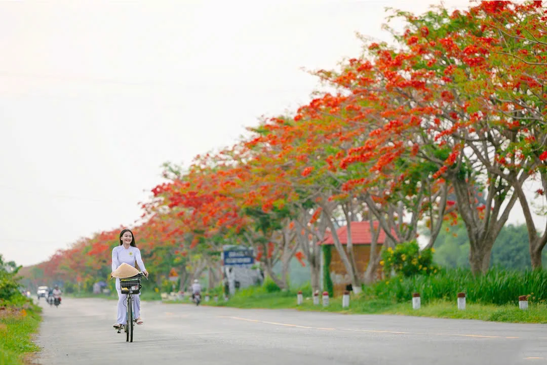 Phượng đỏ một thời, một đời yêu thương