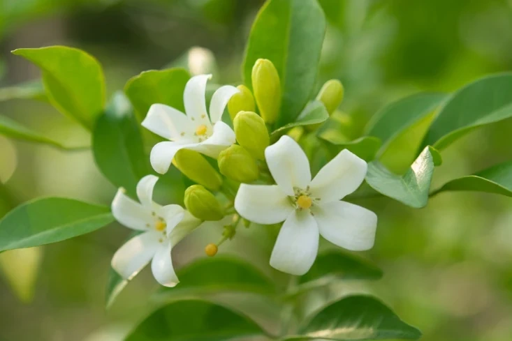 Nguyệt quế - âm thầm mà tỏa ngát hương say