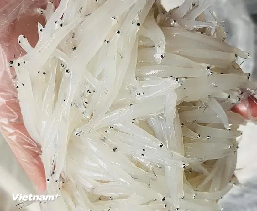 Mùa cá ngần đến rồi, hãy vào bếp chế biến ngay 4 món ngon từ sản vật này