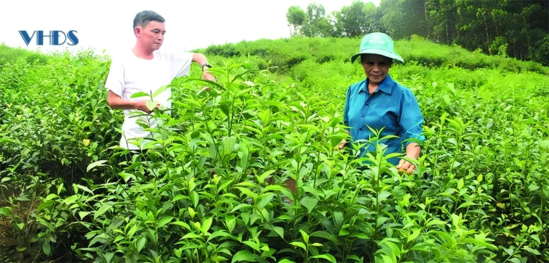 Tạo sinh kế từ các mô hình phát triển nông nghiệp ở Cát Tân