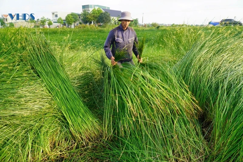 Cây cói trên đất Nga Sơn