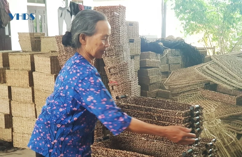 Cây cói trên đất Nga Sơn