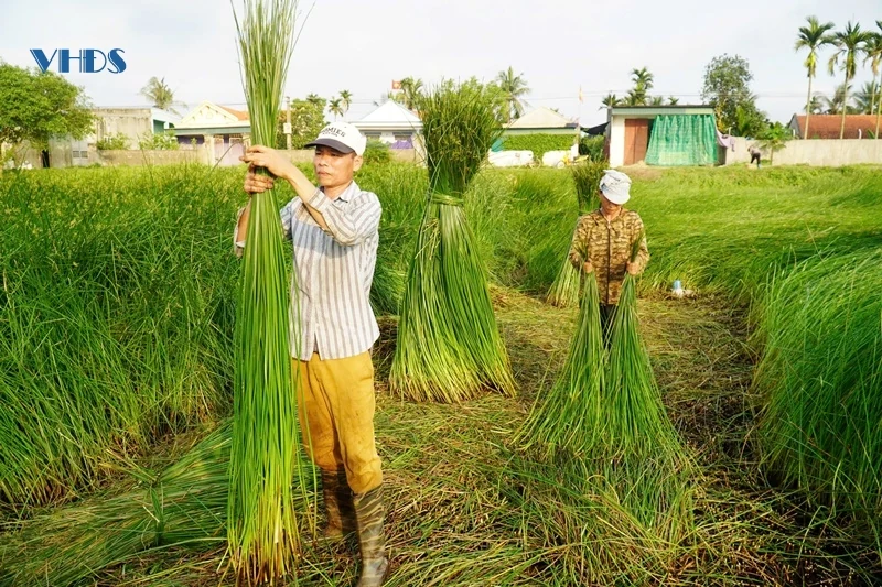 Cây cói trên đất Nga Sơn