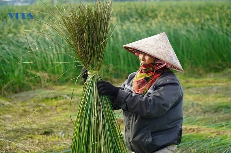 Cây cói trên đất Nga Sơn