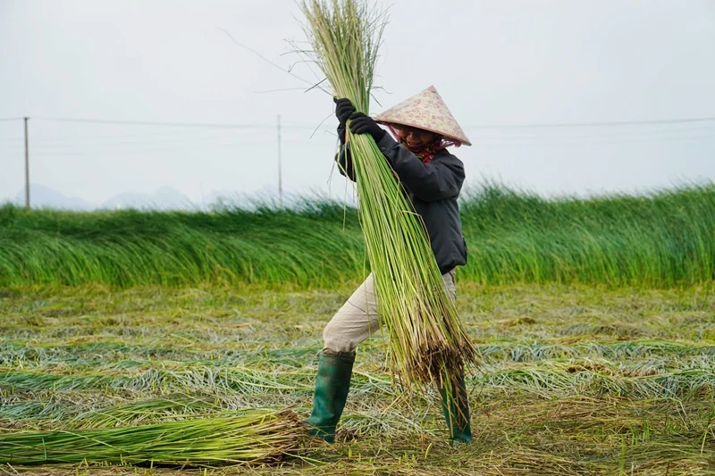 Cây cói trên đất Nga Sơn