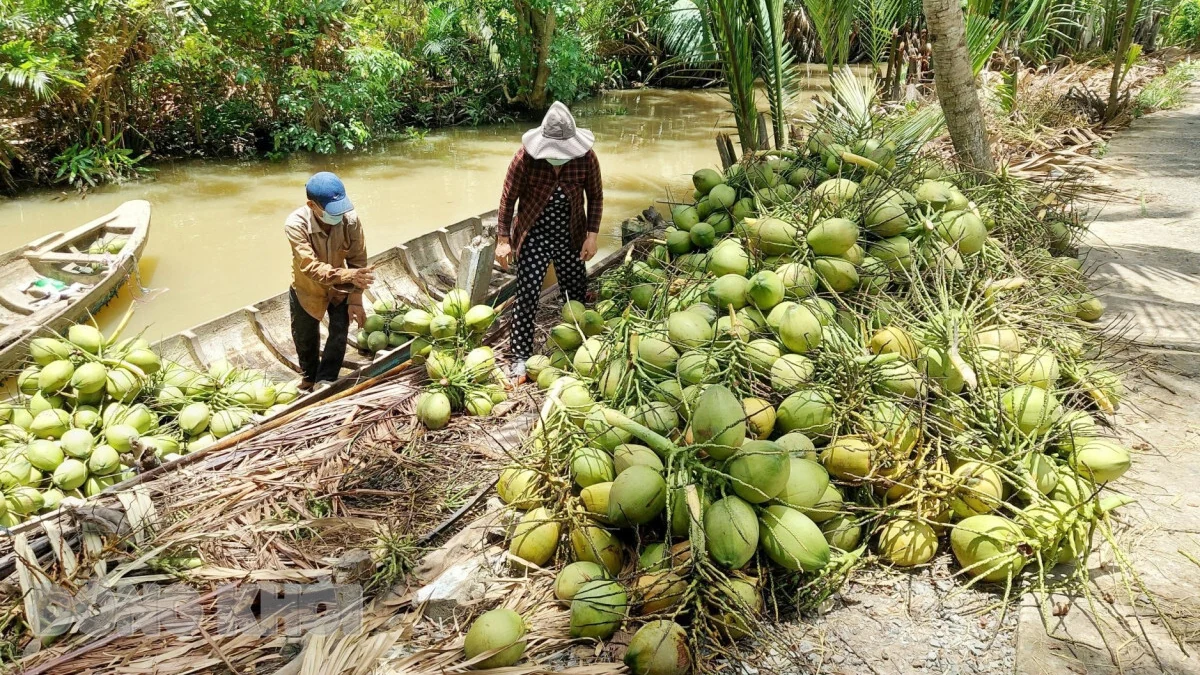 Ba loại trái cây Việt Nam vào Top 10 trái cây Đông Nam Á dành cho du khách