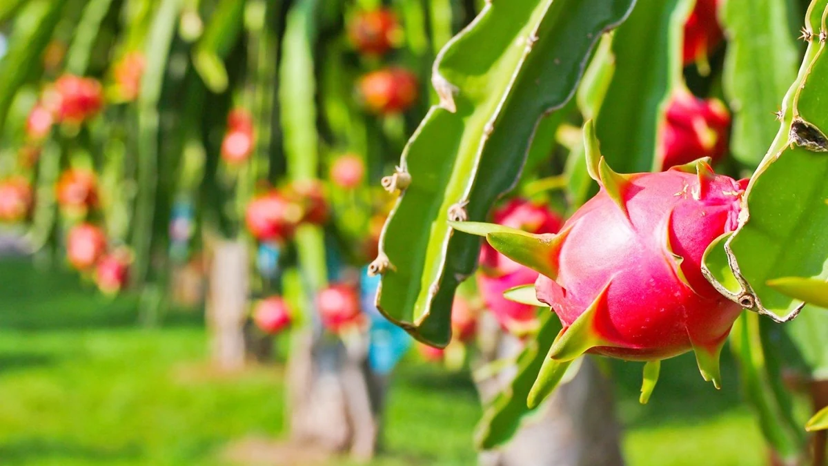 Ba loại trái cây Việt Nam vào Top 10 trái cây Đông Nam Á dành cho du khách