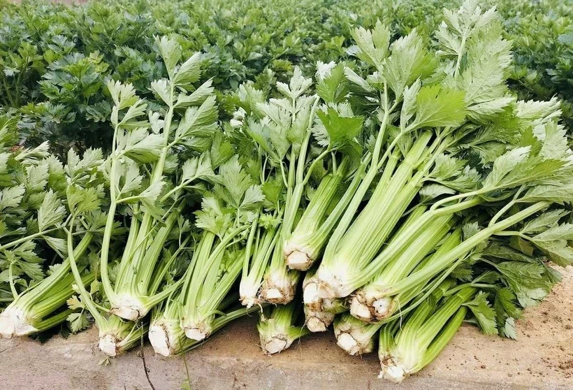 Tác dụng tuyệt vời có thể bạn chưa biết của nước ép cần tây