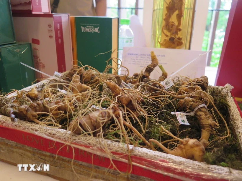 Cấp Giấy chứng nhận quyền sử dụng chỉ dẫn địa lý “Ngọc Linh” cho sản phẩm sâm củ