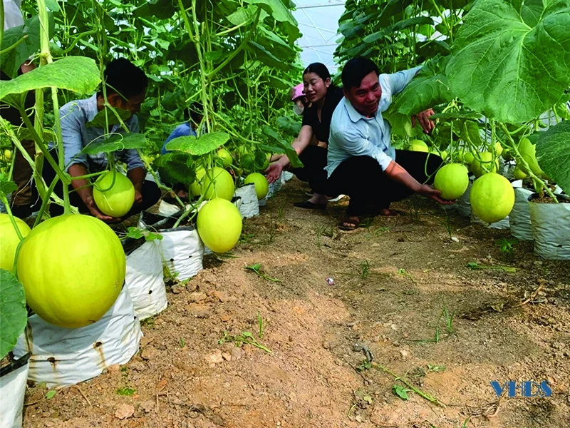 Chàng trai 8X làm giàu từ mô hình “Trang trại xanh 3 sạch”
