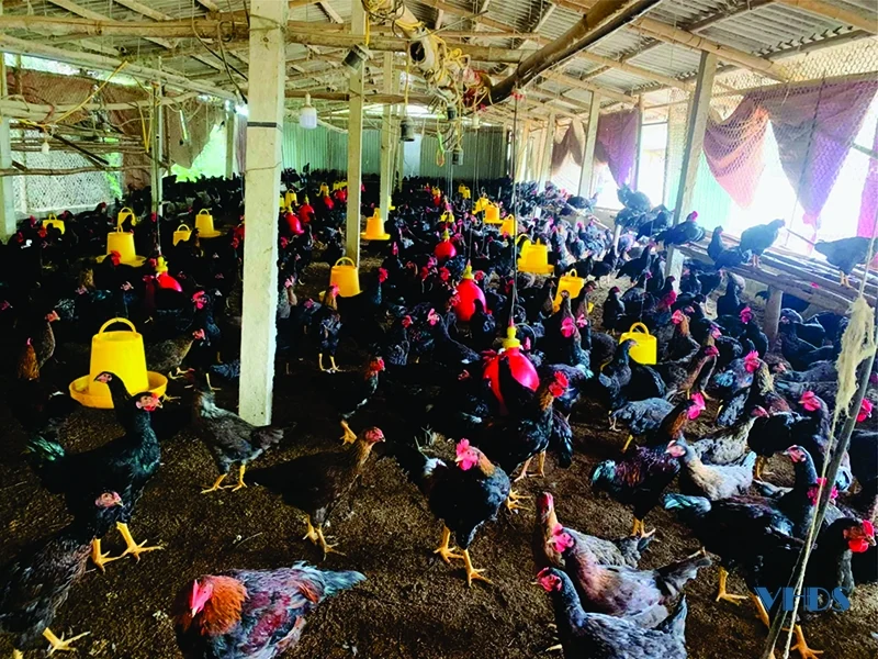 Chàng trai 8X làm giàu từ mô hình “Trang trại xanh 3 sạch”