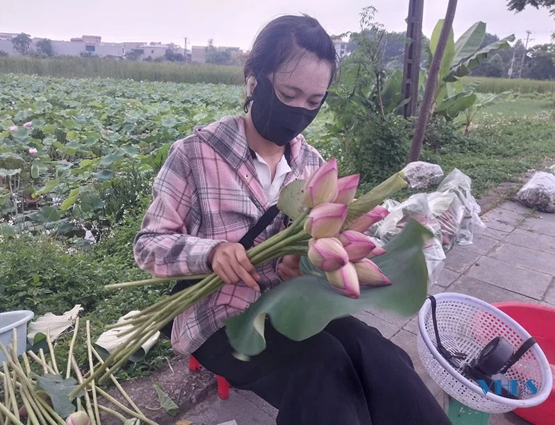 Mùa sen lên phố...