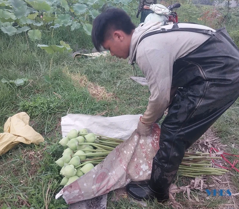 Mùa sen lên phố...