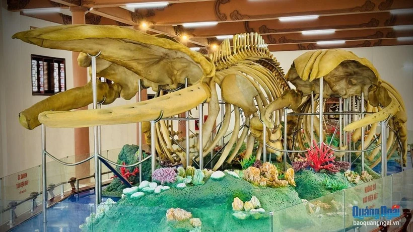 Hai bộ ngọc cốt cá Ông ở Lý Sơn xác lập kỷ lục lớn nhất Việt Nam