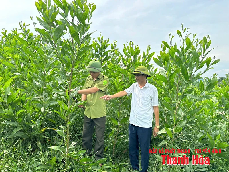 Khát vọng rừng xanh (Bài 1): Màu xanh vươn lên trên đất cằn...