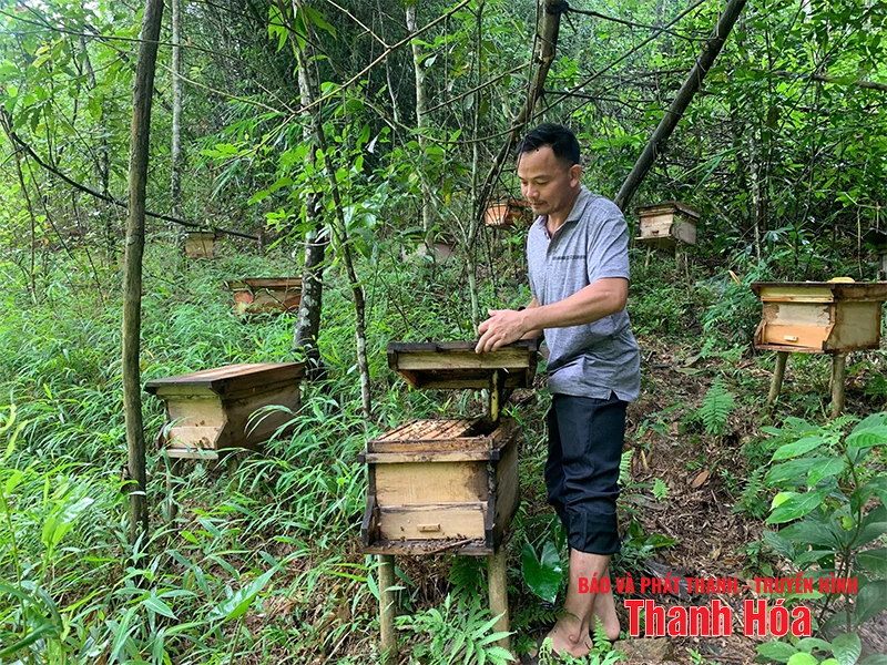 Khát vọng rừng xanh (Bài 2): Những “triệu phú” trồng rừng