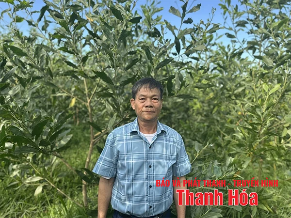 Khát vọng rừng xanh (Bài 3): Phát triển kinh tế rừng hiệu quả, bền vững