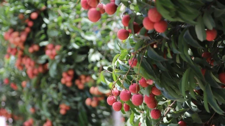 Nửa đầu năm 2025, Việt Nam đón 10,7 triệu lượt khách quốc tế