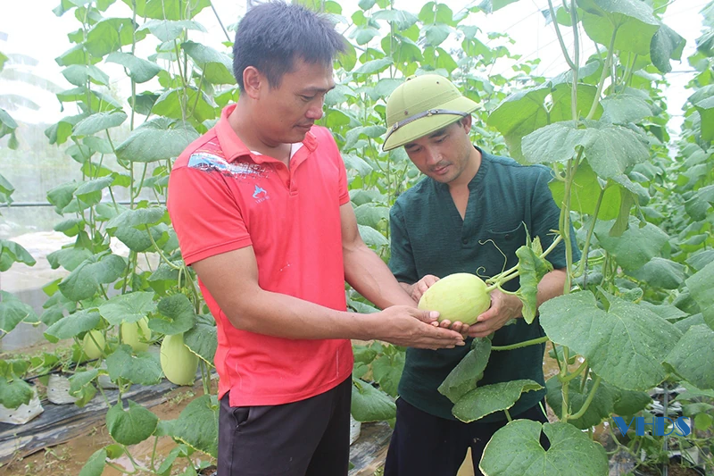 Làm giàu từ sản xuất nông nghiệp công nghệ cao