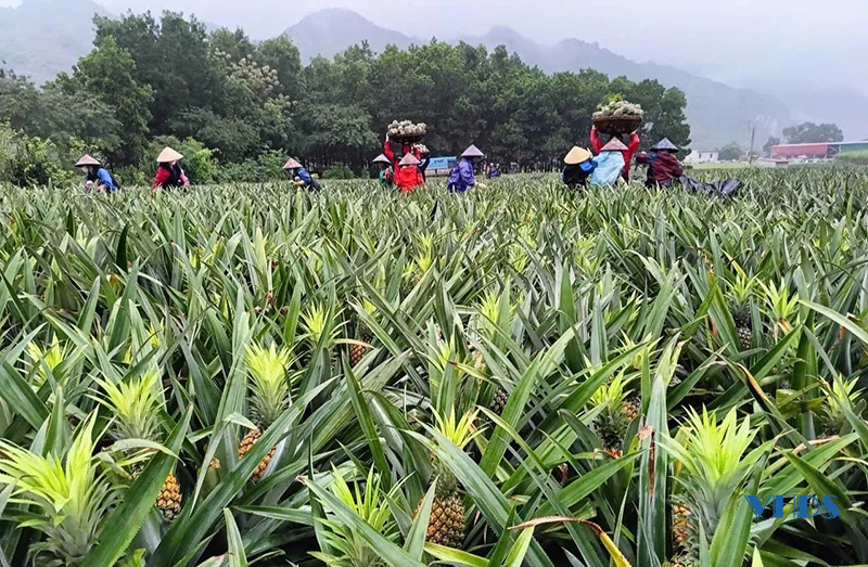 Chuyện của... dứa thơm (Bài 1): Trên đất nông trường