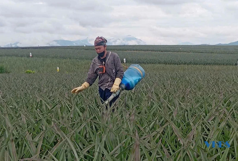 Chuyện của... dứa thơm (Bài 1): Trên đất nông trường