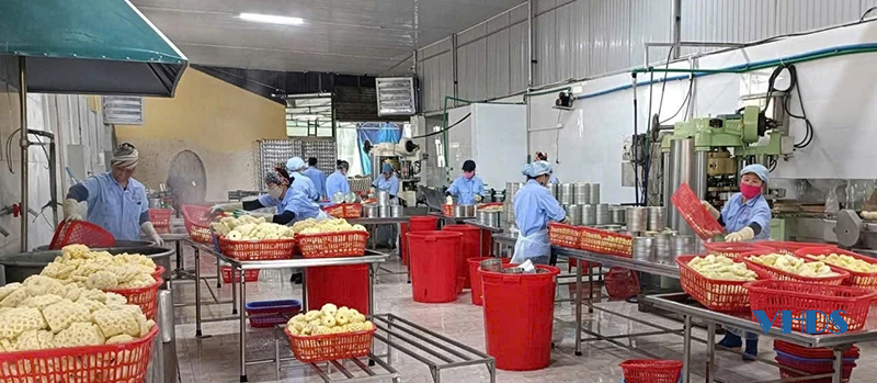 Chuyện của... dứa thơm (Bài 2): Đường tới... OCOP