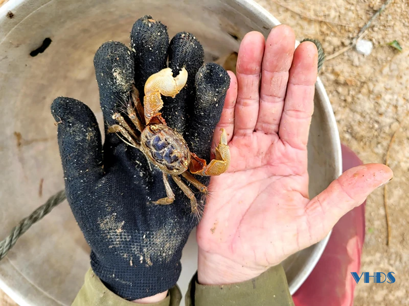 Làm giàu từ con cáy