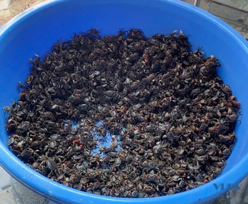 Làm giàu từ con cáy