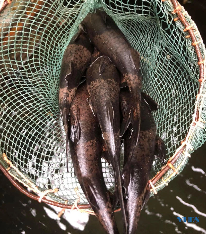 8X làm giàu nhờ nuôi cá chiên