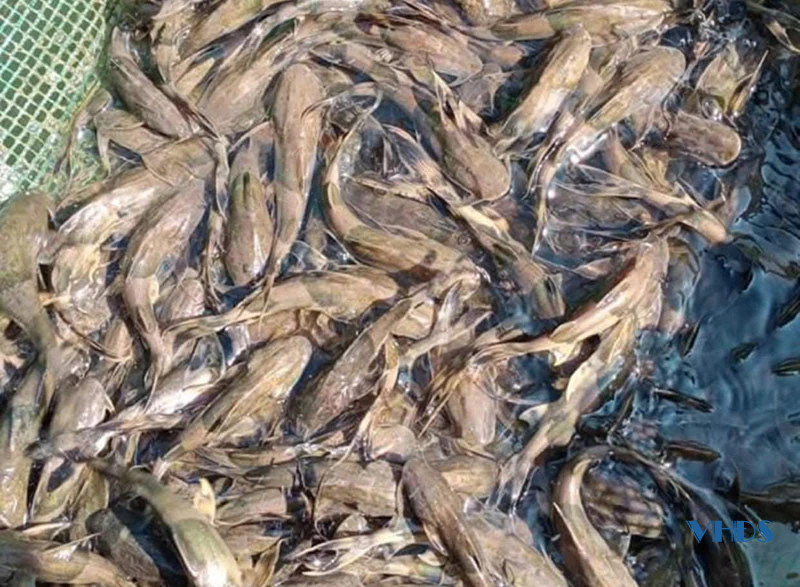 8X làm giàu nhờ nuôi cá chiên