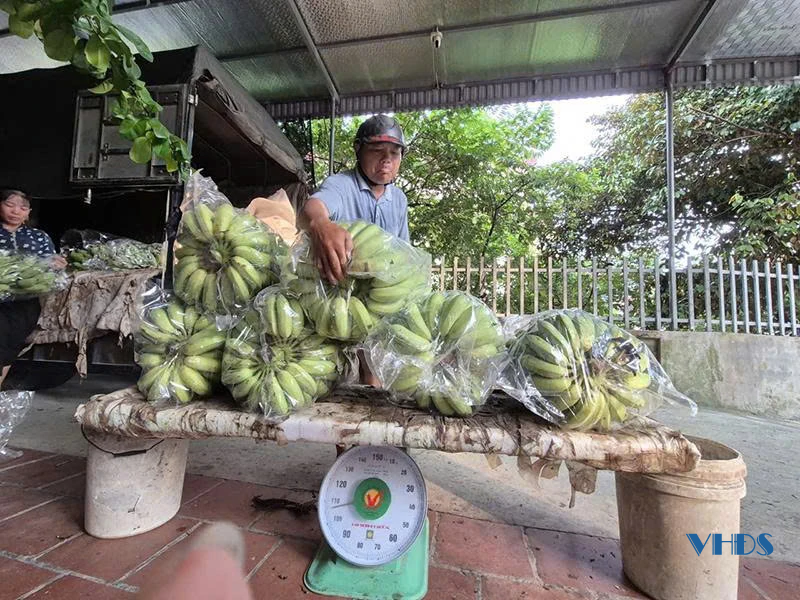 Về làng buôn chuối