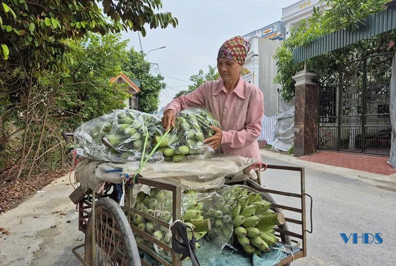 Về làng buôn chuối