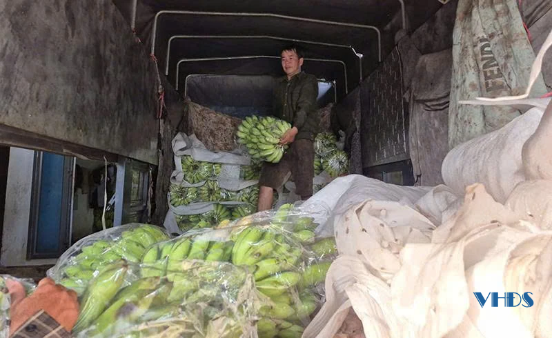 Về làng buôn chuối