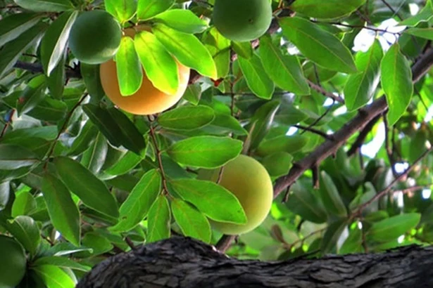 Trong veo... tháng Tám