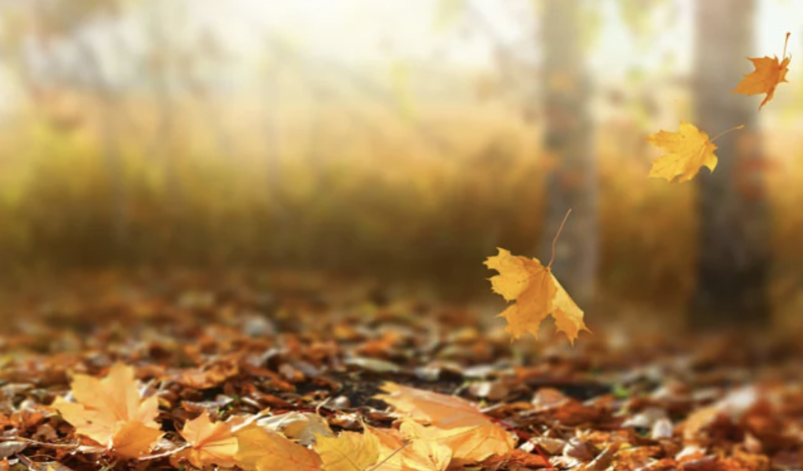 Trong veo... tháng Tám