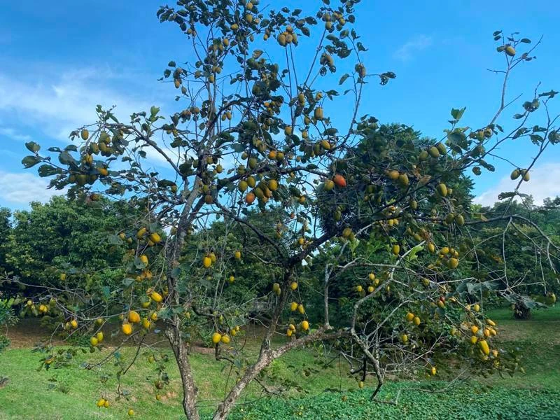 Náo nức... mùa thu