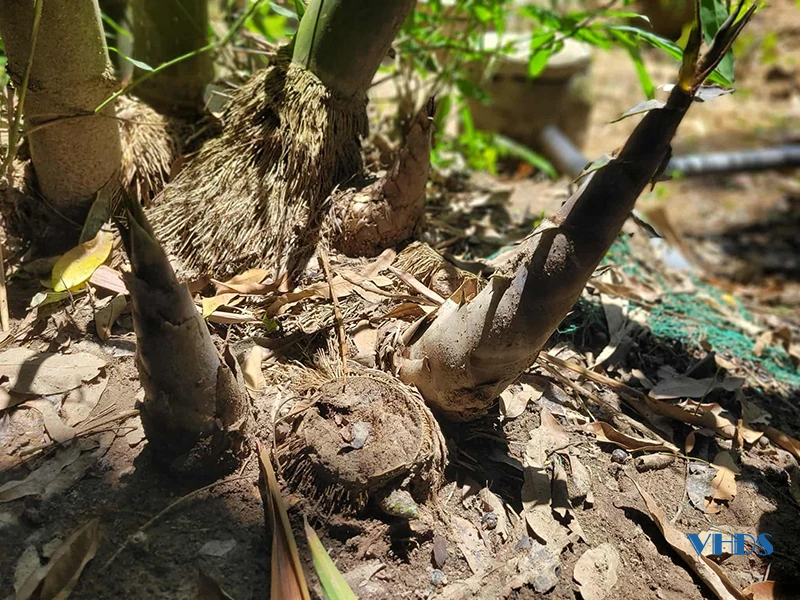 Triển vọng từ cây măng Bum