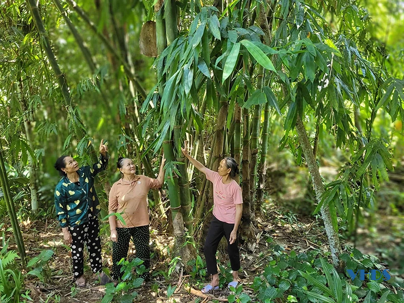 Triển vọng từ cây măng Bum